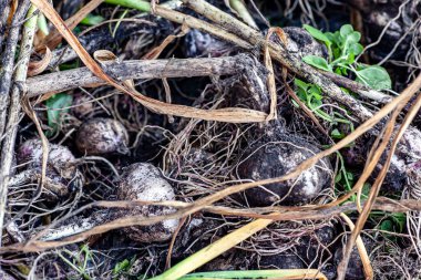 Bahçeden toplanan sarımsak kökleri ve sapları masanın üstünde, makro.
