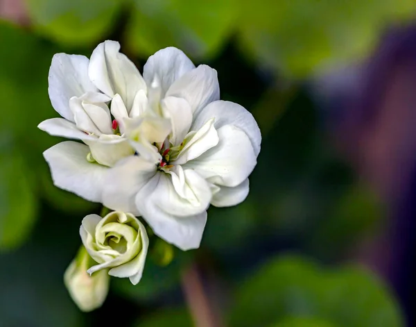 Delicadas Flores Gerânio Branco Livre Macro — Fotografia de Stock