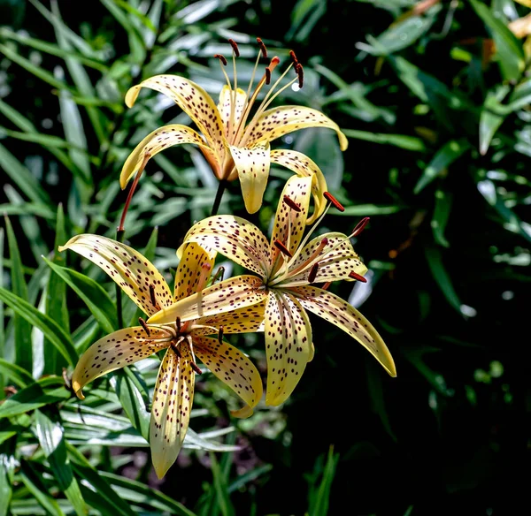 Lirio Tigre Amarillo Delicado Brillante Jardín Contra Fondo Vegetación Natural —  Fotos de Stock