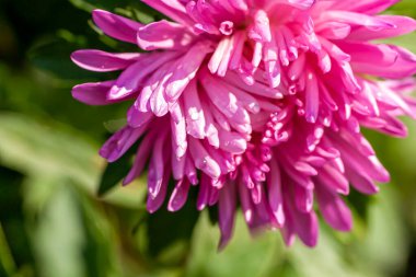 Bahçedeki narin, açık mor, paskalya çiçekleri sabah güneşiyle aydınlanır.