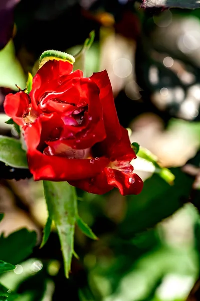 Red Fresh Delicate Rosebud Garden Blurry Natural Background — Stock Photo, Image