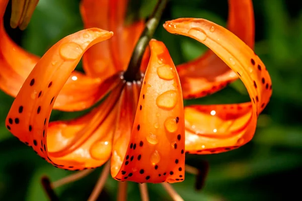 Tygří Lilie Kapkami Rosy Zahradě Ozářená Ranním Sluncem — Stock fotografie