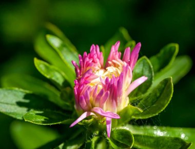 Açılmamış narin bir tomurcuk sabah güneşinin altında bahçede mor bir tost makinası.