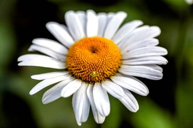 Sabah bahçesinde taze taze papatyalar, makro.