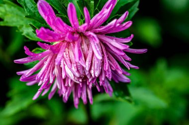 Taze, narin, mor renkli bir tomurcuk. Bahçede sabah çiy damlaları var.