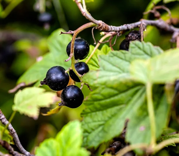 Grosella Negra Madura Brillante Fresca Dulce Arbusto Jardín —  Fotos de Stock
