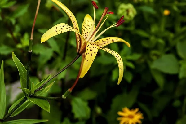 Bahçedeki Parlak Sarı Kaplan Zambağı Bulanık Doğal Yeşilliğin Arka Planına — Stok fotoğraf