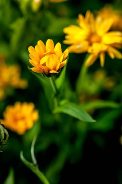 Taze sarı takvim çiçekleri bahçede bulanık doğal bir arka planda dar bir odak noktasında.