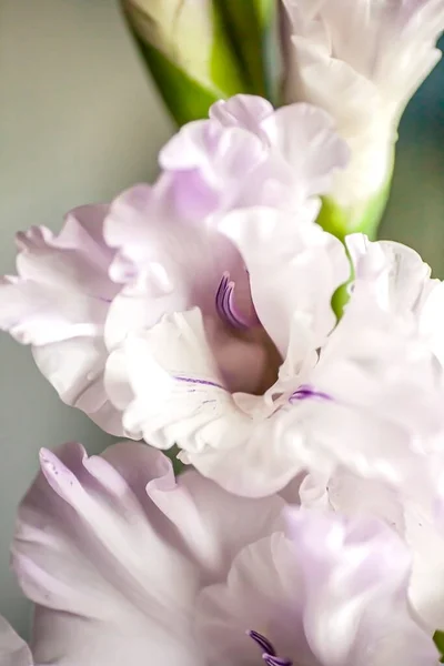 Delikatny Romantyczny Jasnofioletowy Gladiolus Wazonie Stole Miękkie Skupienie — Zdjęcie stockowe
