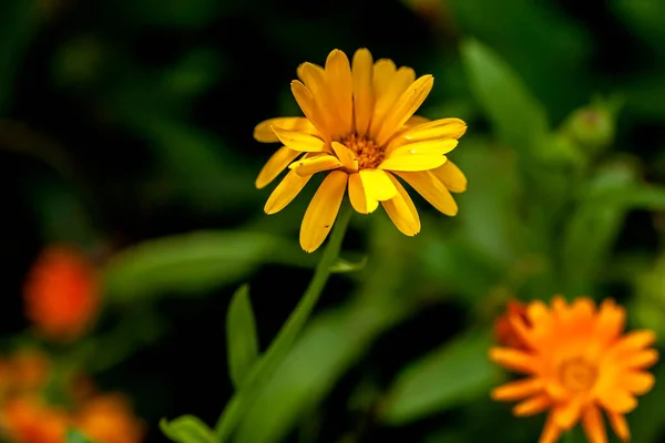 Świeże Delikatne Żółte Kwiaty Nagietka Ogrodzie Rozmazanym Naturalnym Tle Wąski — Zdjęcie stockowe
