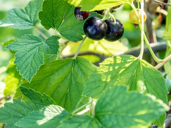 Grosella Negra Madura Brillante Fresca Dulce Arbusto Jardín —  Fotos de Stock