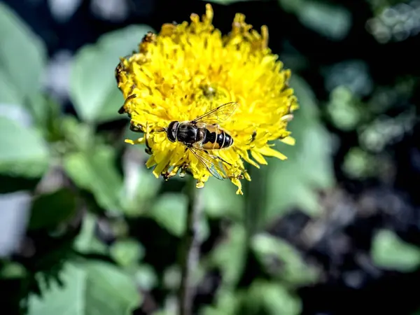 Insect Latin Name Syrphidae Sits Yellow Flower Garden — Stock Photo, Image