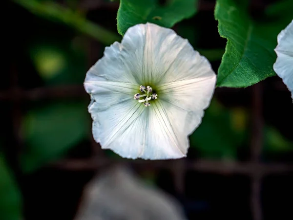 Convolvulus Fleurs Plantes Nom Latin Convolvulus Parmi Verdure Dans Prairie — Photo