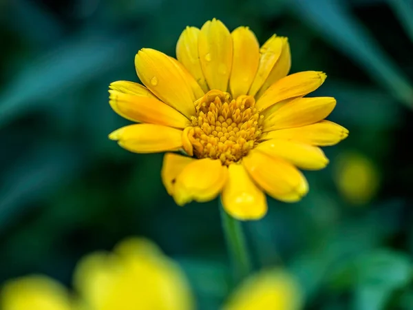 Свіжі Ніжні Жовті Квіти Календули Саду Розмитому Природному Тлі Вузька — стокове фото