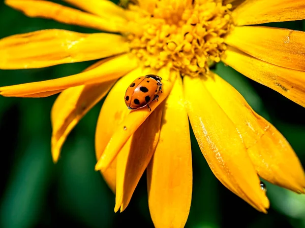 Mariquita Roja Una Flor Caléndula Amarilla Macro Área Enfoque Estrecho — Foto de Stock