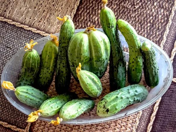 Concombres Frais Dans Une Assiette Sur Table Juste Cueillis Dans — Photo