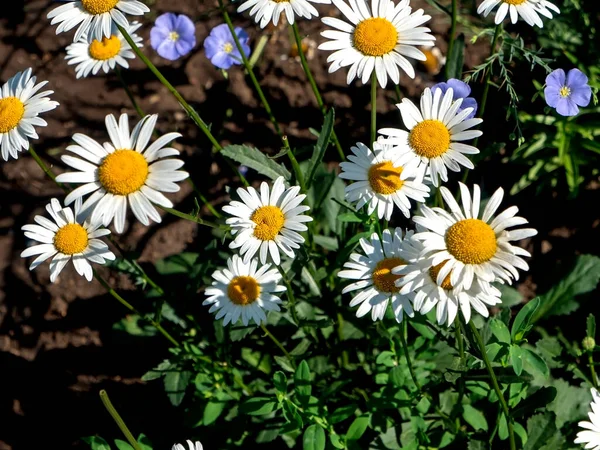 Delicate White Daisies Dark Blurred Natural Background Narrow Focus Area — Stock Photo, Image