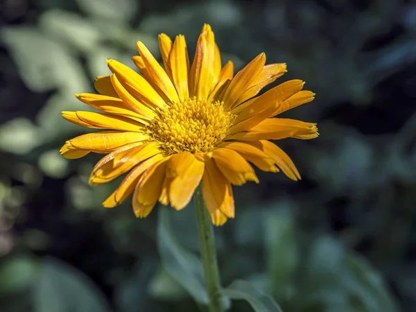 Свіжі Ніжні Жовті Квіти Календули Саду Розмитому Природному Тлі Вузька — стокове фото