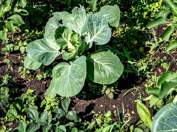 Weißkohl Wächst Garten Sommeranfang Die Köpfe Sind Noch Nicht Ausgebildet — Stockfoto