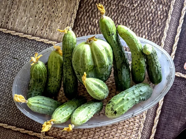 Färska Gurkor Tallrik Bordet Plockas Just Från Trädgården — Stockfoto