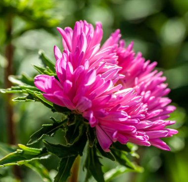 Açılmamış narin bir tomurcuk sabah güneşinin altında bahçede mor bir tost makinası.
