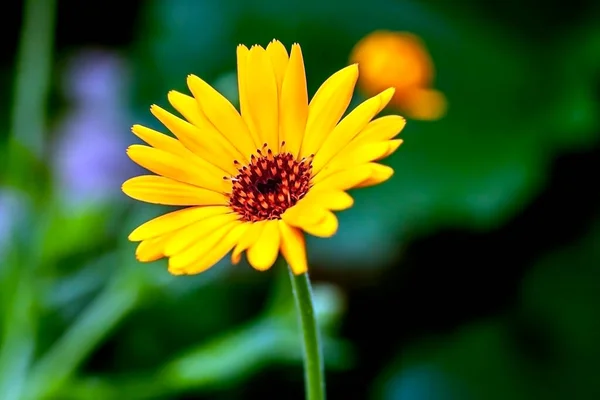 Flores Frescas Delicadas Caléndula Amarilla Jardín Sobre Fondo Natural Borroso — Foto de Stock
