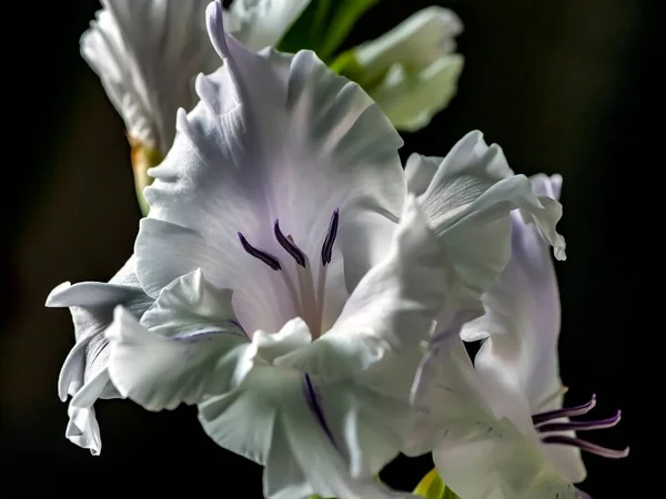 Délicat Gladiolus Romantique Violet Clair Dans Vase Sur Table Mise — Photo