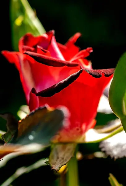 Μπουμπούκι Από Ένα Κόκκινο Τριαντάφυλλο Ανθίζει Στον Κήπο Στις Ακτίνες — Φωτογραφία Αρχείου