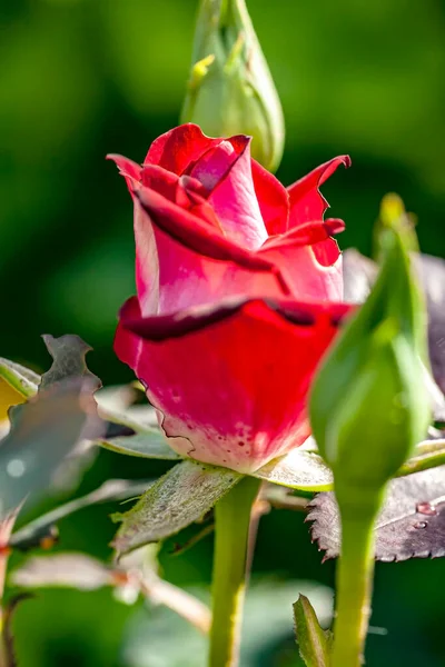 Μπουμπούκι Από Ένα Κόκκινο Τριαντάφυλλο Ανθίζει Στον Κήπο Στις Ακτίνες — Φωτογραφία Αρχείου