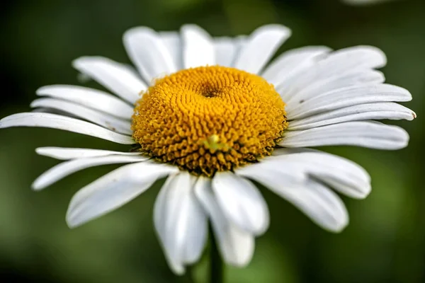 Zarte Frische Weiße Gänseblümchen Morgengarten Vor Einem Undeutlichen Natürlichen Hintergrund — Stockfoto