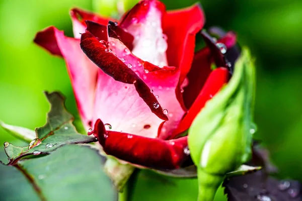 Delicadas Pétalas Rosa Com Gotas Orvalho Manhã Jardim Uma Área — Fotografia de Stock