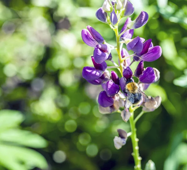 Lupine Roxo Florescendo Brilhante Delicado Bonito Jardim — Fotografia de Stock