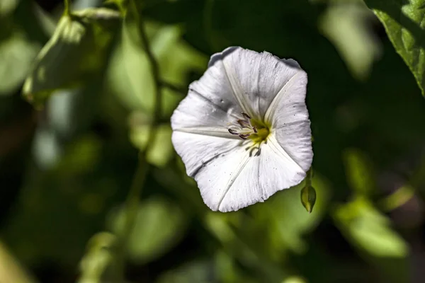 Convolvulus Flowers Plants Latin Name Convolvulus Greenery Meadow — Stock Photo, Image