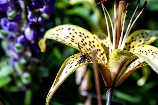 Vespa Beve Rugiada Mattutina Dai Petali Giglio Tigre Giardino Macro — Foto Stock