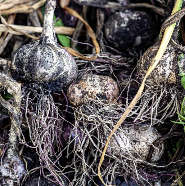 Dirty Garlic Collected Garden Roots Stems Lies Table Macro — Stock Photo, Image