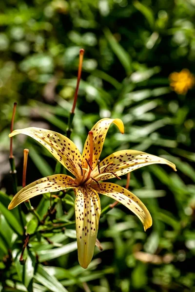 Lirio Tigre Amarillo Delicado Brillante Jardín Contra Fondo Vegetación Natural —  Fotos de Stock