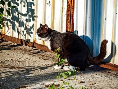 Bahçedeki çimlerin arasındaki siyah beyaz kedi