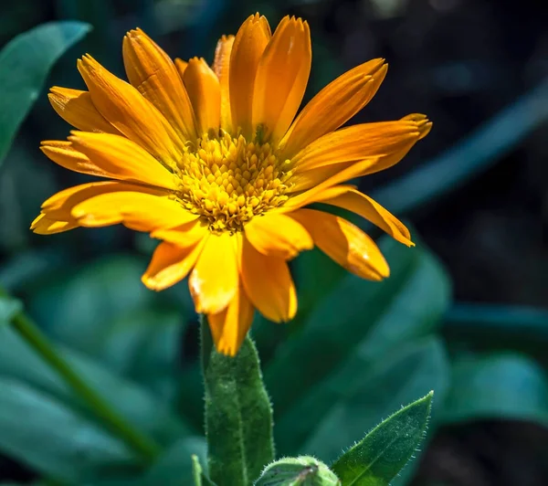 Świeże Delikatne Żółte Kwiaty Nagietka Ogrodzie Rozmazanym Naturalnym Tle Wąski — Zdjęcie stockowe