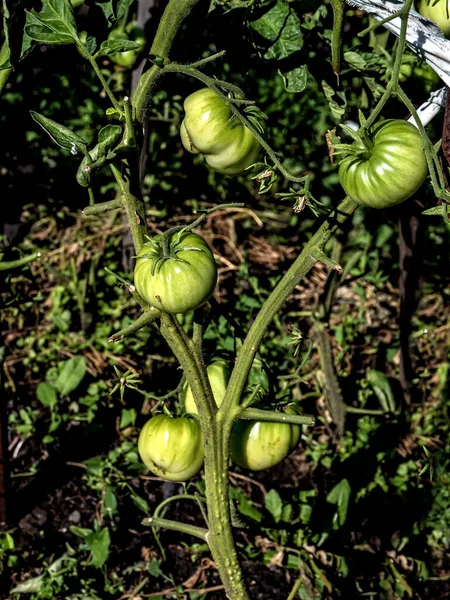 緑のトマトは屋外の庭の茂みで育ちます — ストック写真