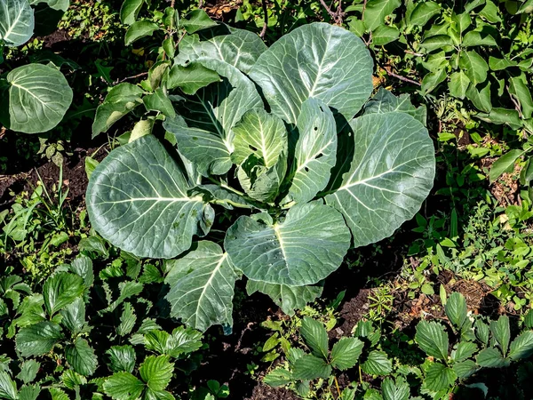 Weißkohl Wächst Garten Sommeranfang Die Köpfe Sind Noch Nicht Ausgebildet — Stockfoto