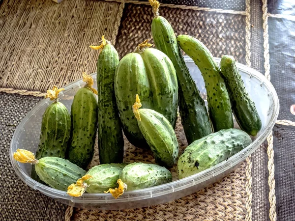 Färska Gurkor Tallrik Bordet Plockas Just Från Trädgården — Stockfoto