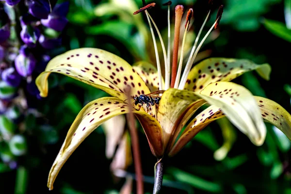 Avispa Bebe Rocío Mañana Los Pétalos Lirio Tigre Jardín Macro —  Fotos de Stock