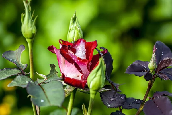 Delicadas Pétalas Rosa Com Gotas Orvalho Manhã Jardim Uma Área — Fotografia de Stock