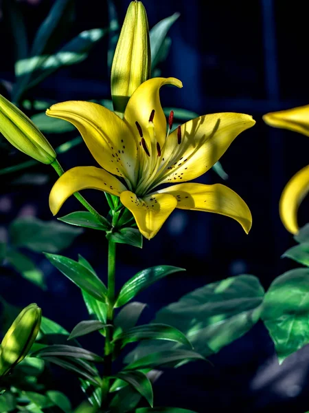 Lirios Tigre Amarillo Jardín Sobre Fondo Natural Borroso —  Fotos de Stock