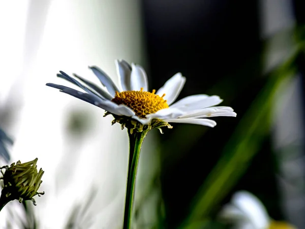 Daisies Vase Windowsill Narrow Focus Area Macro — Stock Photo, Image