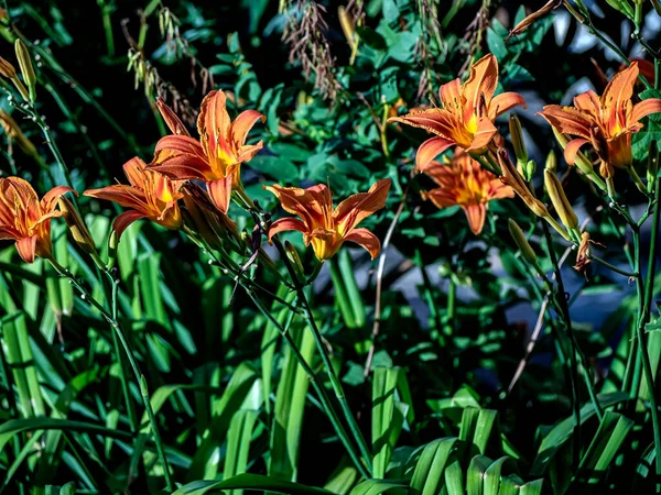 色彩艳丽的橘红色百合在花园里 背景是朦胧的自然绿叶 — 图库照片