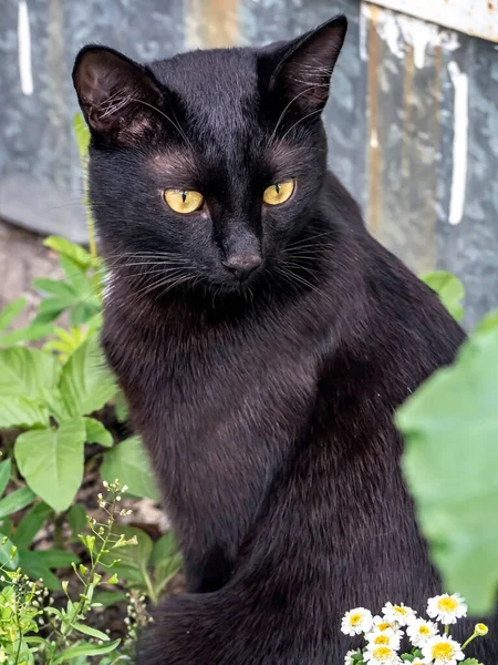 Gatto Nero Giardino Tra Erba Verde — Foto Stock