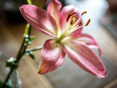 Masadaki vazoda narin açık mor zambaklar, yumuşak odak, dar odak alanı