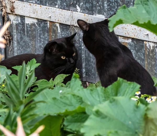 Two Black Cats Were Lying Grass Garden — Stock Photo, Image