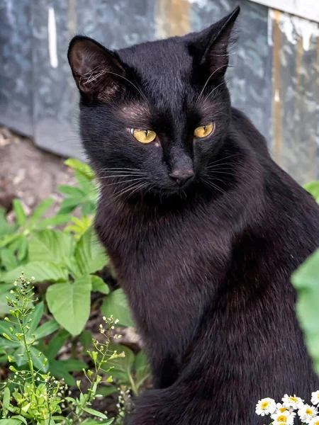 Gatto Nero Giardino Tra Erba Verde — Foto Stock